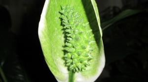 Miksi Spathiphyllum (naispuolinen onnellisuus) Vihreät kukat. Käsittelemme ongelmien yhdessä