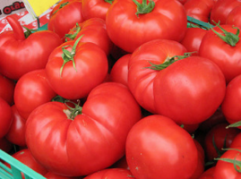 Mistä ostaa siemeniä tomaatteja ilmaiseksi?