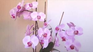 5 kömmähdyksiä hoidossa Phalaenopsis orkidea