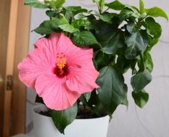 Hibiscus on taas muodissa. Suurimpia ongelmia kasvavien