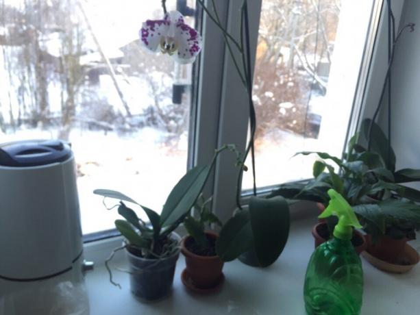 Winter kosteuttava orkidea
