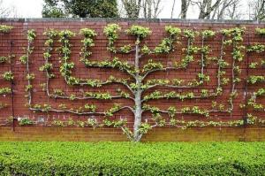 Hedge omenapuut kasvaa: alkuperäinen suojaukset käsillään