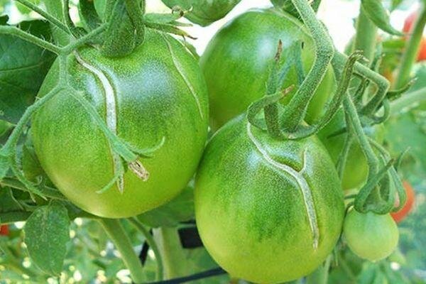Halkeama ja vihreät tomaatit