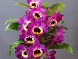 Amazing dendrobium. Ominaisuudet viljelyn ja hoidon