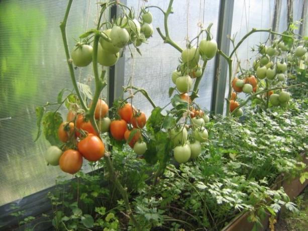 Kypsytys tomaatit kasvihuoneessa voidaan nopeuttaa! (Mojateplica.ru)