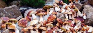 Miten kasvaa sieniä: valkoisesta osteri