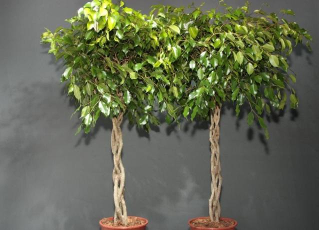 Tynnyri Ficus muodostettu kierre tai letti