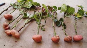 3 tehokas tapa nopeuttaa juurten kasvua pistokkaita