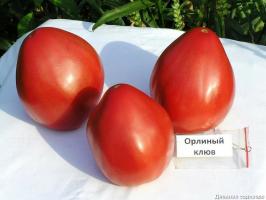 4 parasta tomaattilajikkeista kasvihuoneisiin auki maahan. Top koonnut asiantuntijat.