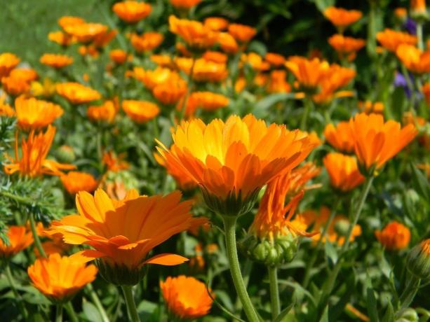 Marigold siemenet itävät hyvin, ja itse kasvien - kasvavat nopeasti ja muodostavat silmut!