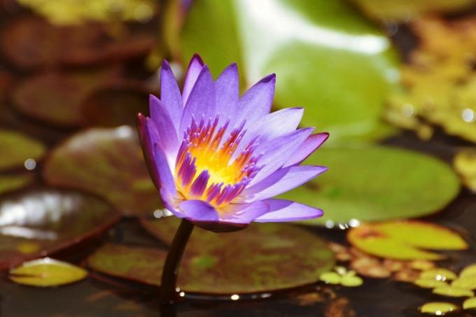 Sininen Lotus - kielletty beauty | ZikZak