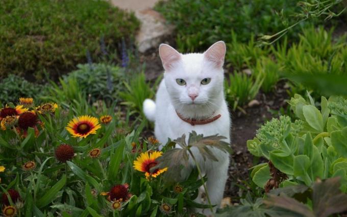 Miten vieroittaa kissan kaivamaan kukkapenkkiin?