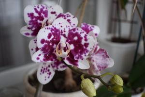 5 askelta kaunis orkidea phalaenopsis talo