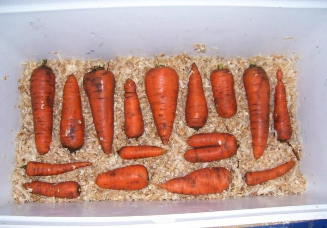 Sahanpuru on suuri varastointiin porkkanat | Puutarha ja Puutarhanhoito