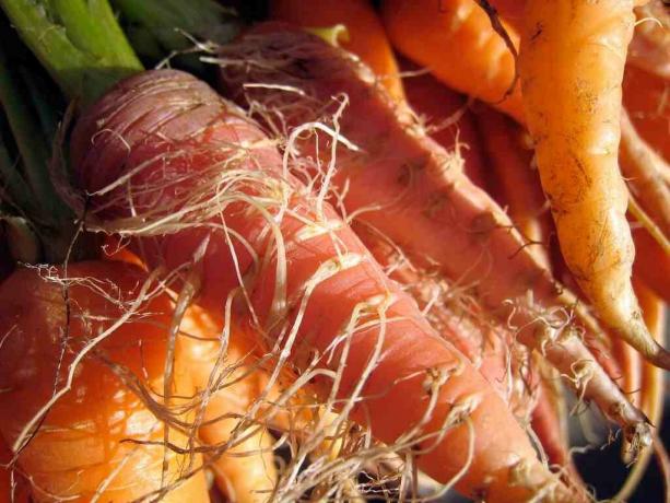 Porkkana-mohnatka joka selvästi ylikypsä maahan