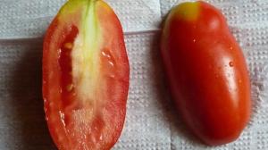 Miksi tomaatit valkoinen ja jäykkä seredinka.