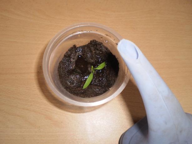 Maa cup voidaan piikkeinä kanssa kasvien kasvua.