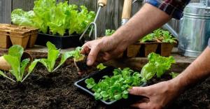 Jossa kasvit ja vihanneksia voidaan istuttaa varjossa.