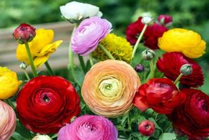 Vaatimaton eustomy haastaja Garden: Flowers halukkaasti ja hoito helpottuu