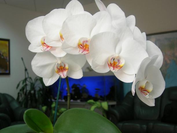 Phalaenopsis - tyylikäs sisustus talon (kuva artikkelia varten otettu Internet)