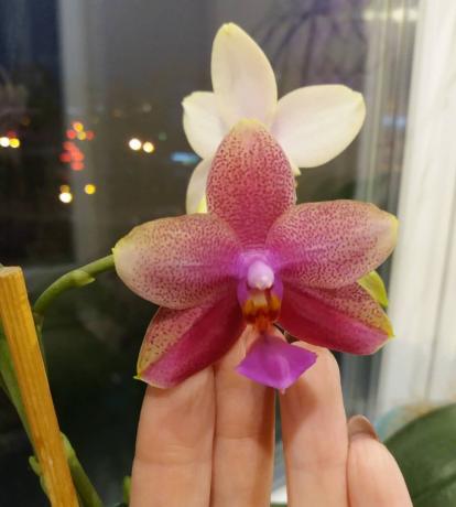 phalaenopsis kukka