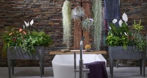 Kasvit kylpyhuoneessa edistää autuaan ilmakehään. 6 variantteja "livenä" sisustus