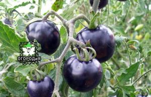 Kerää tomaatinsiemeniä hybridien - yllätyksiä kokemuksestani