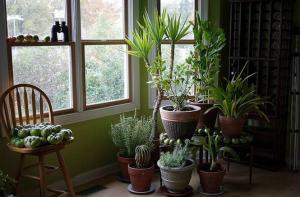 5 trooppisia huonekasveja, jotka vaativat vähän tai ei lainkaan huoltoa