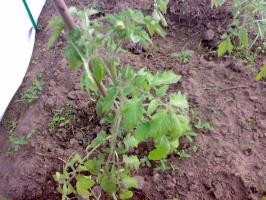 Mitä etuja sredneroslye tomaatit ennen kitukasvuinen ja pitkä
