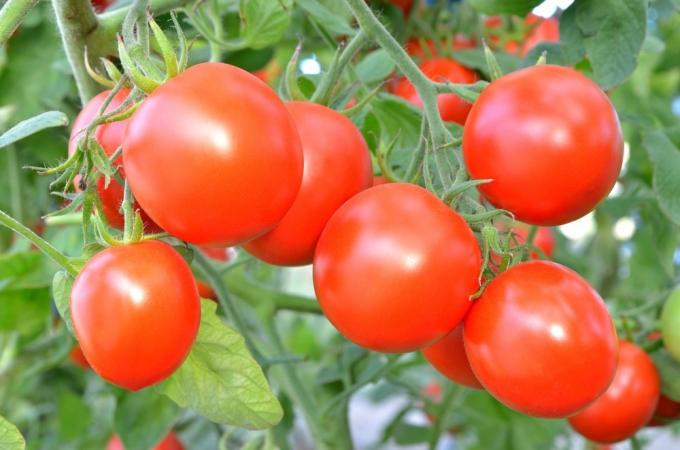 Tomaattien bush. Kuvia otomatah.ru