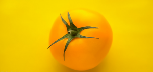 5 tuottavien lajikkeiden keltainen tomaattien