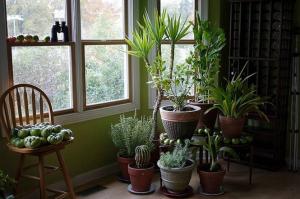 5 trendikäs, vaatimaton huonekasvien voi kääntää asunnon pieneen viidakkoon