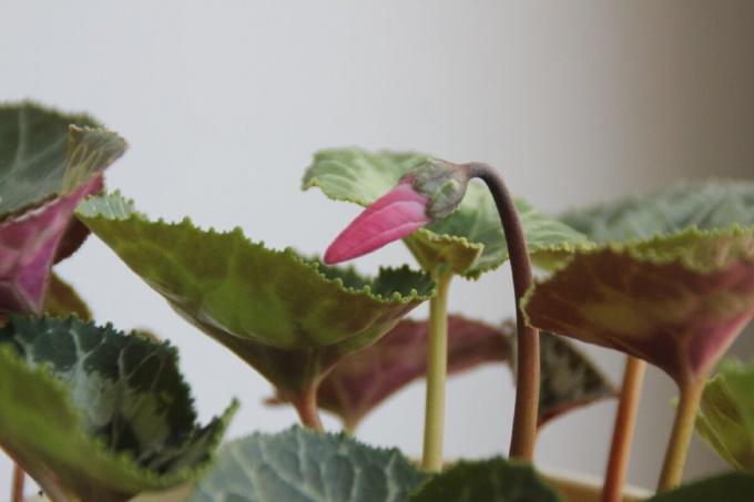 Puretuksi silmut Cyclamen - todellinen magic kukka talossa. vedoskauppa