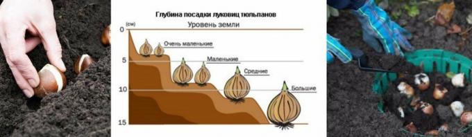 Havainnollistava esimerkki kaavion. Ote mirfermera.ru