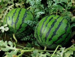 Meloni kenttä Keski: miten kasvaa punainen ja makea vesimeloni