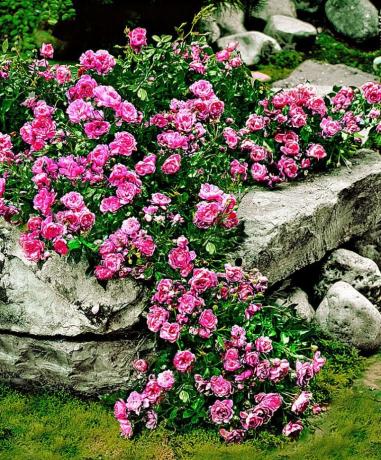 Matto ruusu ja kivet - kaunis ja epätavallinen yhdistelmä