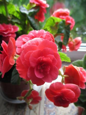 Minun begonia elatior