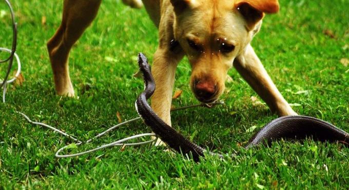 Jotkut koirarodut eivät pelkää tehdä taistelun käärme