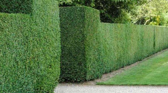 Shaped hedge