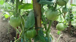 Asianmukaisesti karsia tomaatin lehdet - saannon lisäämiseksi 2 kertaa