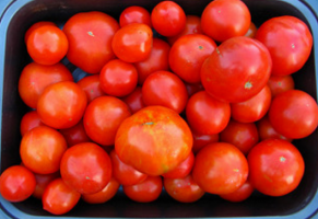 Kun emakko tomaatit, missä ajassa? Vinkkejä aloittelijoille