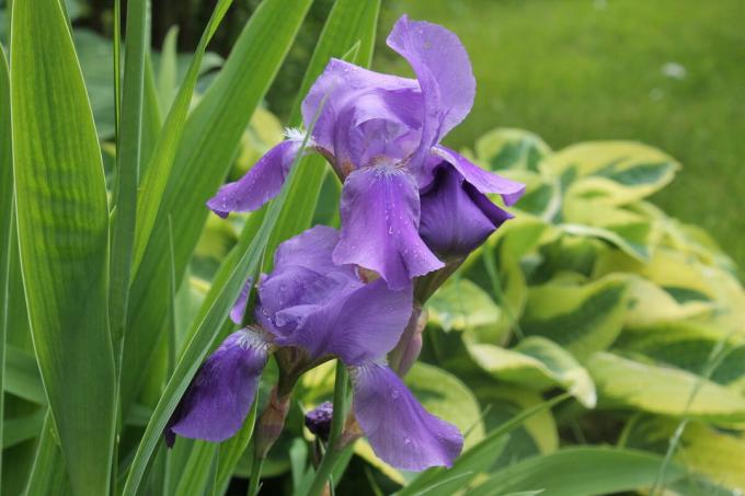 Iris näyttää hyvältä yksin lasku, ja yhdessä muiden vuosittaiset ja monivuotiset kukat. Mutta näyttää paras "ryhmä". Kuvaaja tekijä (t)