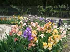 Kevät - aika muistuttaa iirikset (Iris) maassa: 7 arvokkaita vihjeitä