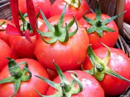 Virhe, että monet puutarhurit kun kasvaa tomaatit.