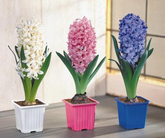 Hyacinth - yksi symboleista oli tullut kevät! view: http://www.xcom-hobby.ru