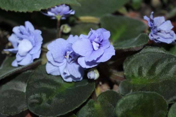 Orvokit (Saintpaulia uzambarskie) - kaunis ja herkkä kukkia perheen Gesneriaceae