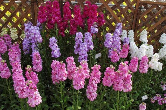 view: http://alena-flowers.ru. Levkoy Terry harmaa. Muut lajit vähemmän kaunis kukkii kutsutaan "Wild Orchid" valoisaa haju auringonlaskun jälkeen