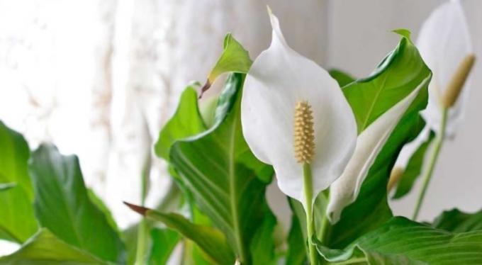 Kukka Spathiphyllum - shishechka ja valkoinen - arkki-suojuslehti
