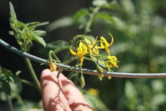 Tekniikka keinotekoinen pölytys tomaatit lisää saantoa aikoina! (Kuva fb.ru)