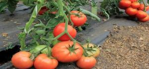 Useimmat varjoa sietävät tomaattilajikkeista.